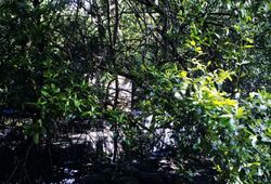 Concrete Amongst Mangrove , 