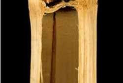 Bamboo Elevator