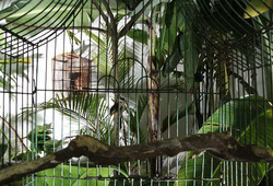 Bird Cages 2013