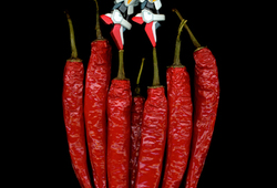Chili Dancer