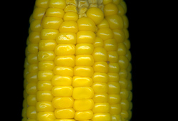 Corn Republic: Save our corn
