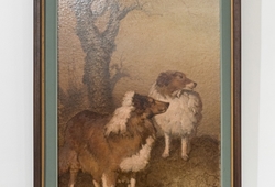 Collies