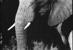 Conversation Between Elephant #3
