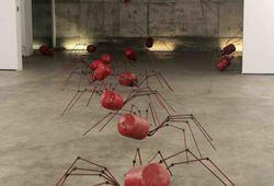 Spider Colony