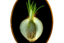 Onion Traps